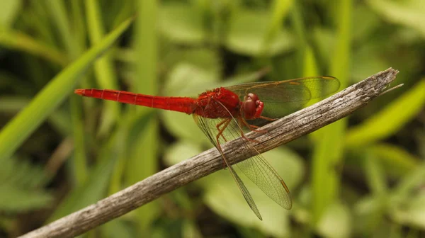 Rote Libelle Thront Auf Dem Graszweig Verschwommenen Hintergrund — Stockfoto