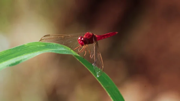 Libellule Sur Une Feuille — Photo