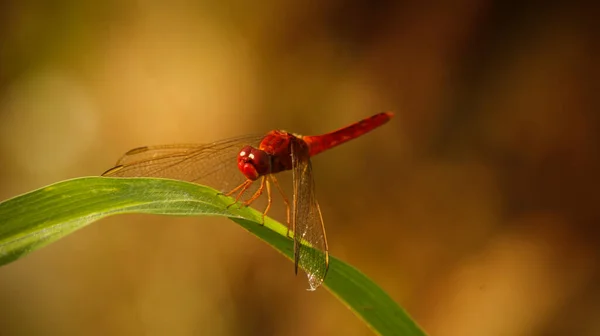 Close Van Insecten Selectieve Focus — Stockfoto