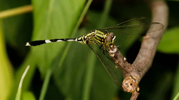Nahaufnahme Der Schönen Libelle — Stockfoto