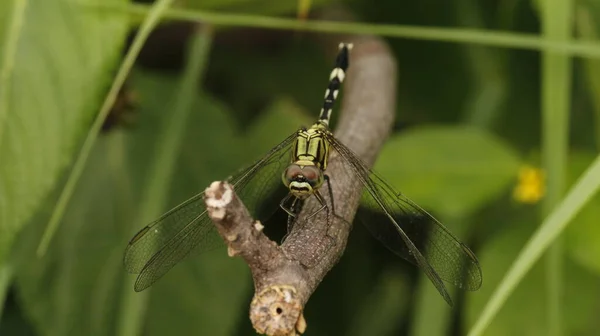 Gros Plan Sur Les Insectes Flore Faune — Photo