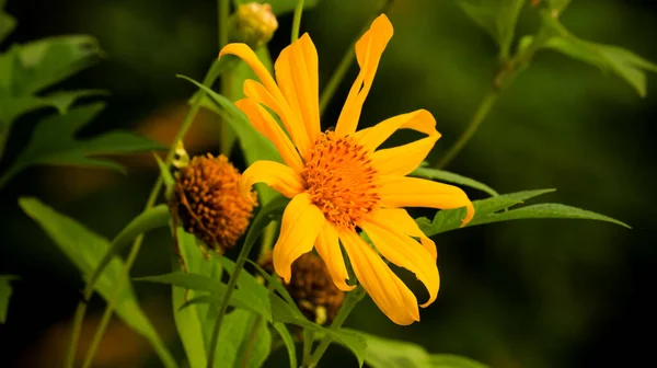 Bulanık arkaplanda güzel sarı ayçiçekleri. Bahçedeki Euryops pectinatus çiçeği, Asteraceae ailesi