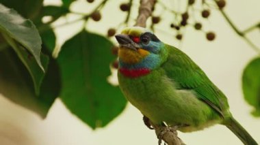 Ormanda Tayvan Müller 'in Barbekü' sü