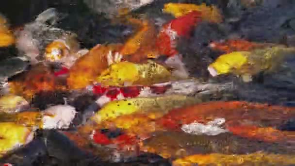 Прекрасные Карпы Плавают Пруду — стоковое видео