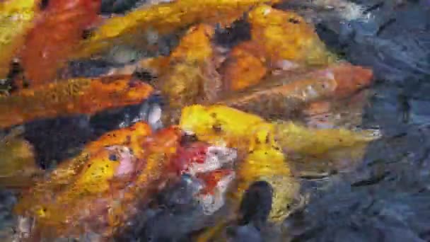 美丽的鲤鱼 在池塘里游泳 — 图库视频影像