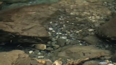 Tayvan sazanları berrak nehirde beyaz mermerle yüzüyor