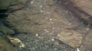 Tayvan sazanları berrak nehirde beyaz mermerle yüzüyor