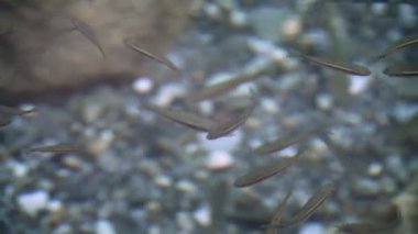 Tayvan sazanları berrak nehirde beyaz mermerle yüzüyor