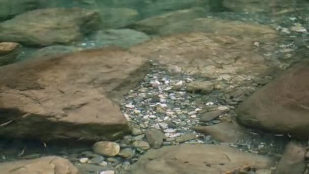 Ταϊβάν Torrent Carps Κολύμπι Λευκό Μάρμαρο Καθαρό Ποτάμι — Αρχείο Βίντεο