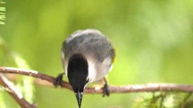 Tayvan ampulleri Taroko Gorge Ulusal Parkı, Tayvan
