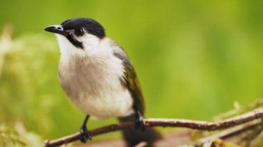 Tayvan ampulleri Taroko Gorge Ulusal Parkı, Tayvan
