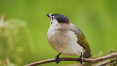 Tayvan ampulleri Taroko Gorge Ulusal Parkı, Tayvan