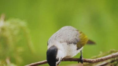Tayvan ampulleri Taroko Gorge Ulusal Parkı, Tayvan