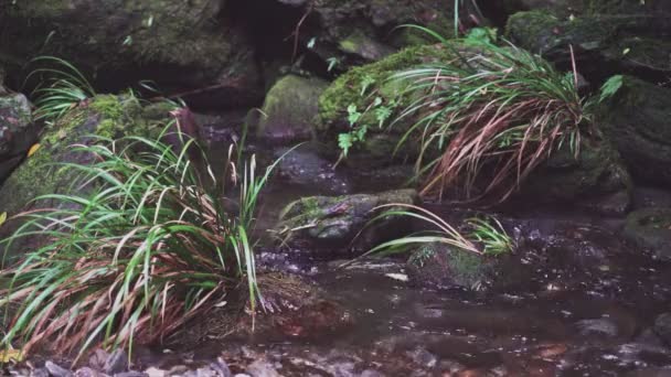 Schöne Schlucht Taroko Gorge National Park Taiwan — Stockvideo