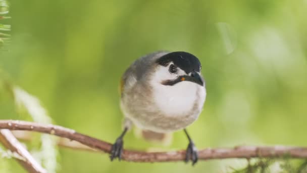 Tajvan Bulbulbulbuls Taroko Szurdok Nemzeti Park Tajvan — Stock videók