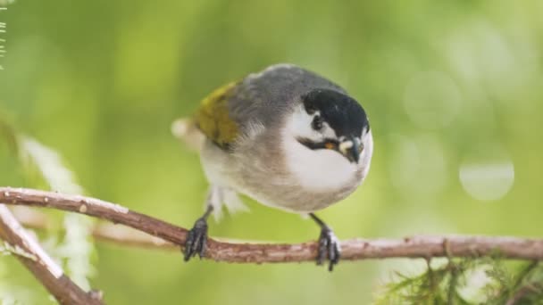 Tajvan Bulbulbulbuls Taroko Szurdok Nemzeti Park Tajvan — Stock videók