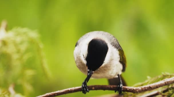 Tajvan Bulbulbulbuls Taroko Szurdok Nemzeti Park Tajvan — Stock videók