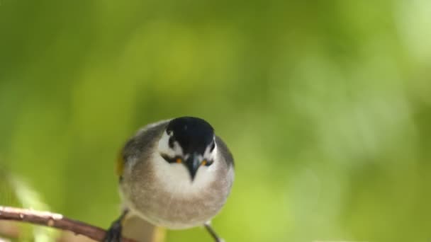 タロコ ゴージ国立公園の電球鳥 — ストック動画