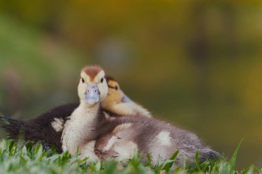 Şirin küçük ördek yavruları, yakın görüş 