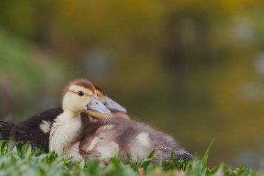 Şirin küçük ördek yavruları, yakın görüş 