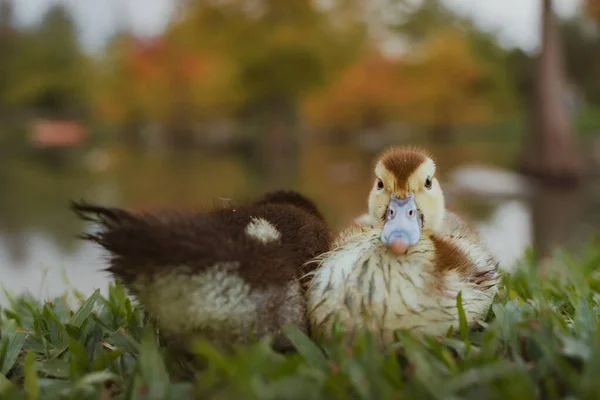 Cute Little Ducklings Close View — Stock Photo, Image