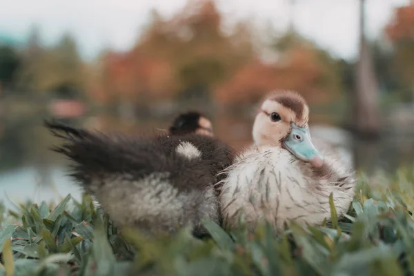 Roztomilé Malé Kachničky Zavřít Pohled — Stock fotografie