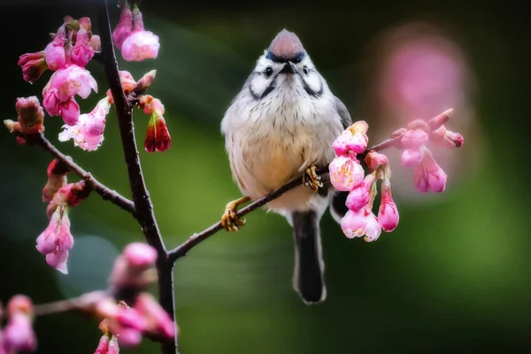 알리산 지역의 Yuhina — 스톡 사진