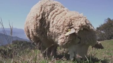 Qingjing çiftliğinde koyun otlatan güzel bir manzara, Nantou, Tayvan