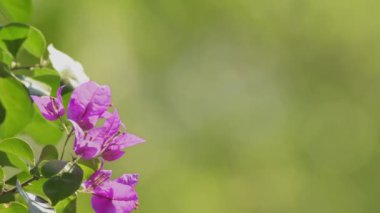 Güneşli bir günde ilkbahar çiçeği