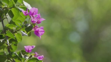 Güneşli bir günde ilkbahar çiçeği
