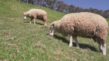 Qingjing çiftliğinde koyun otlatan güzel bir manzara, Nantou, Tayvan