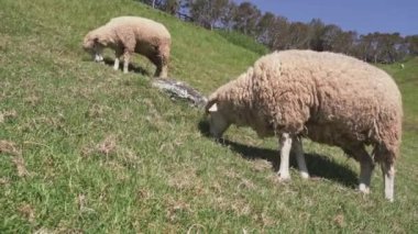 Qingjing çiftliğinde koyun otlatan güzel bir manzara, Nantou, Tayvan