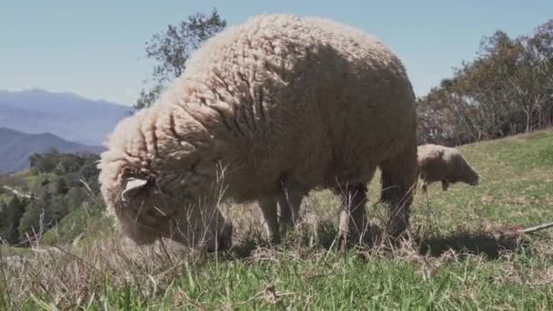 Qingjing Çiftliğinde Koyun Otlatan Güzel Bir Manzara Nantou Tayvan — Stok video