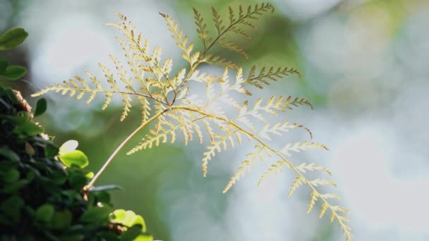 Qingjing Çiftliği Nantou Tayvan Koyun Otlatan Güzel Bir Manzara — Stok video