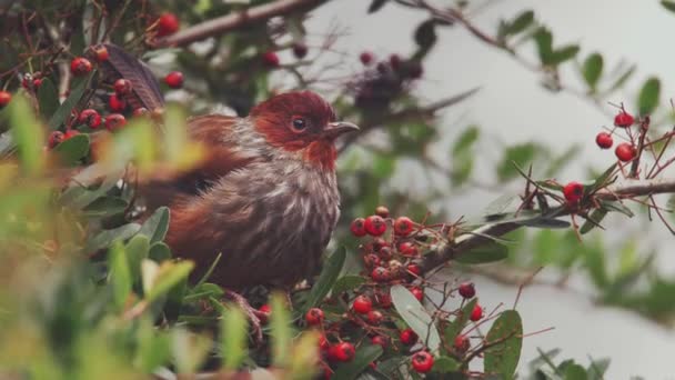 Bird Red Rowan Berries — Stock Video