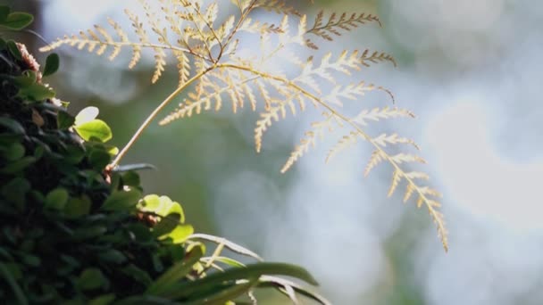 Bellissimo Paesaggio Con Pecore Pascolo Nella Fattoria Qingjing Nantou Taiwan — Video Stock