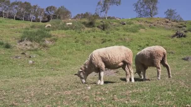 清治の農場で牧草する羊と美しい風景 — ストック動画