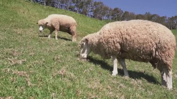 Qingjing Çiftliğinde Koyun Otlatan Güzel Bir Manzara Nantou Tayvan — Stok video