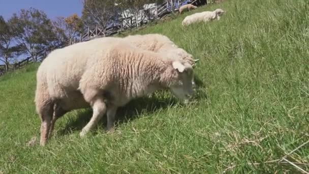 Krásná Krajina Ovcemi Pasoucí Qingjing Farmě Nantou Tchaj Wan — Stock video