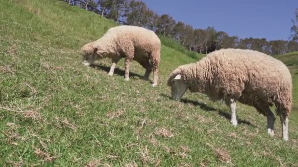 Qingjing Çiftliğinde Koyun Otlatan Güzel Bir Manzara Nantou Tayvan — Stok video