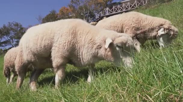 Bellissimo Paesaggio Con Pecore Pascolo Nella Fattoria Qingjing Nantou Taiwan — Video Stock