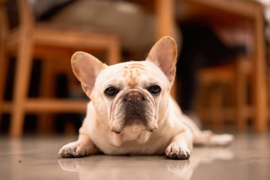 Funny french bulldog lying at balcony 