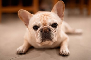 Funny french bulldog lying at balcony 