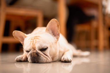 Funny french bulldog lying at balcony 