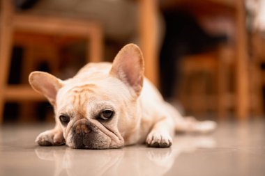 Funny french bulldog lying at balcony 