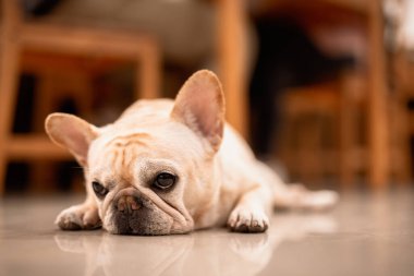 Funny french bulldog lying at balcony 