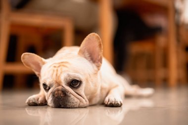 Funny french bulldog lying at balcony 