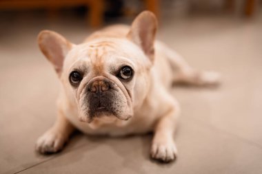 Funny french bulldog lying at balcony 