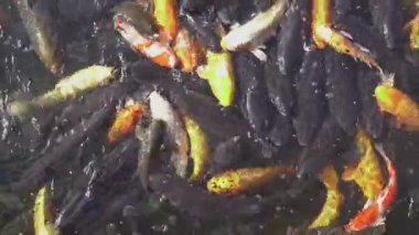 Balık ya da süslü sazanlar. Arka planda yüzen balıklar.