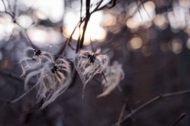 Sabah güneşinde çiçek açan bir güzellik.